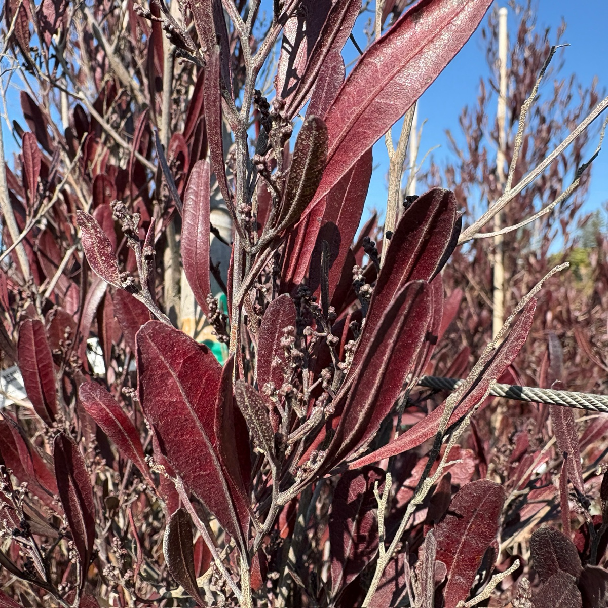 Purple Leaved Hopseed Bush