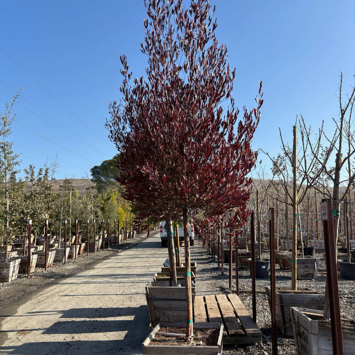 Purple Leaved Hopseed Bush