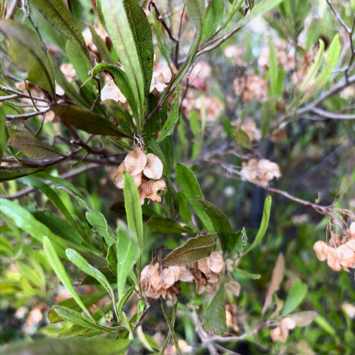 Purple Leaved Hopseed Bush