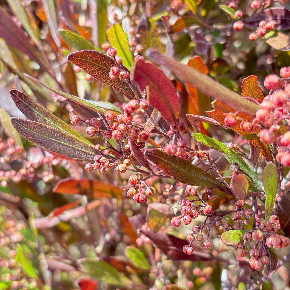 Purple Leaved Hopseed Bush