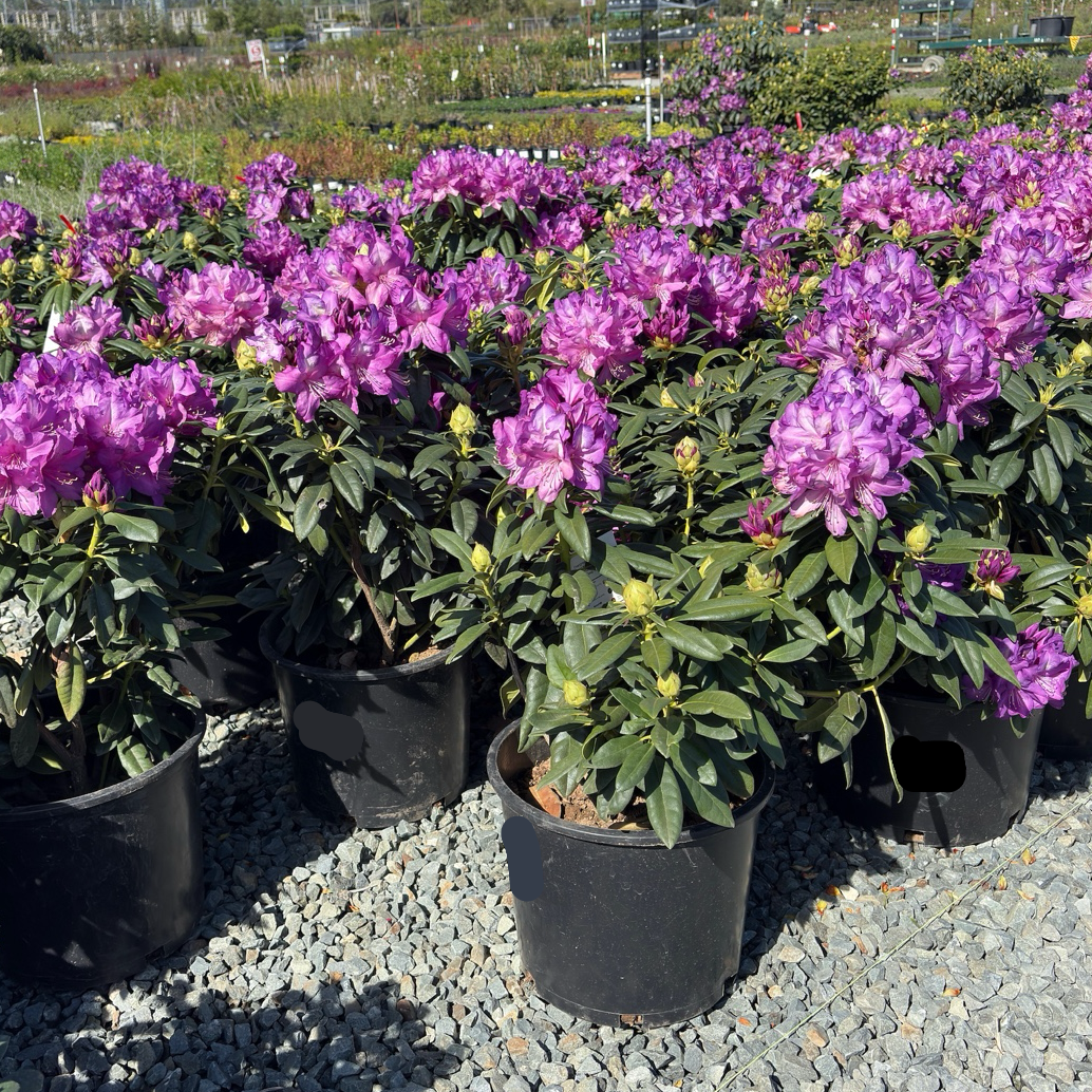 Purple Passion Rhododendron