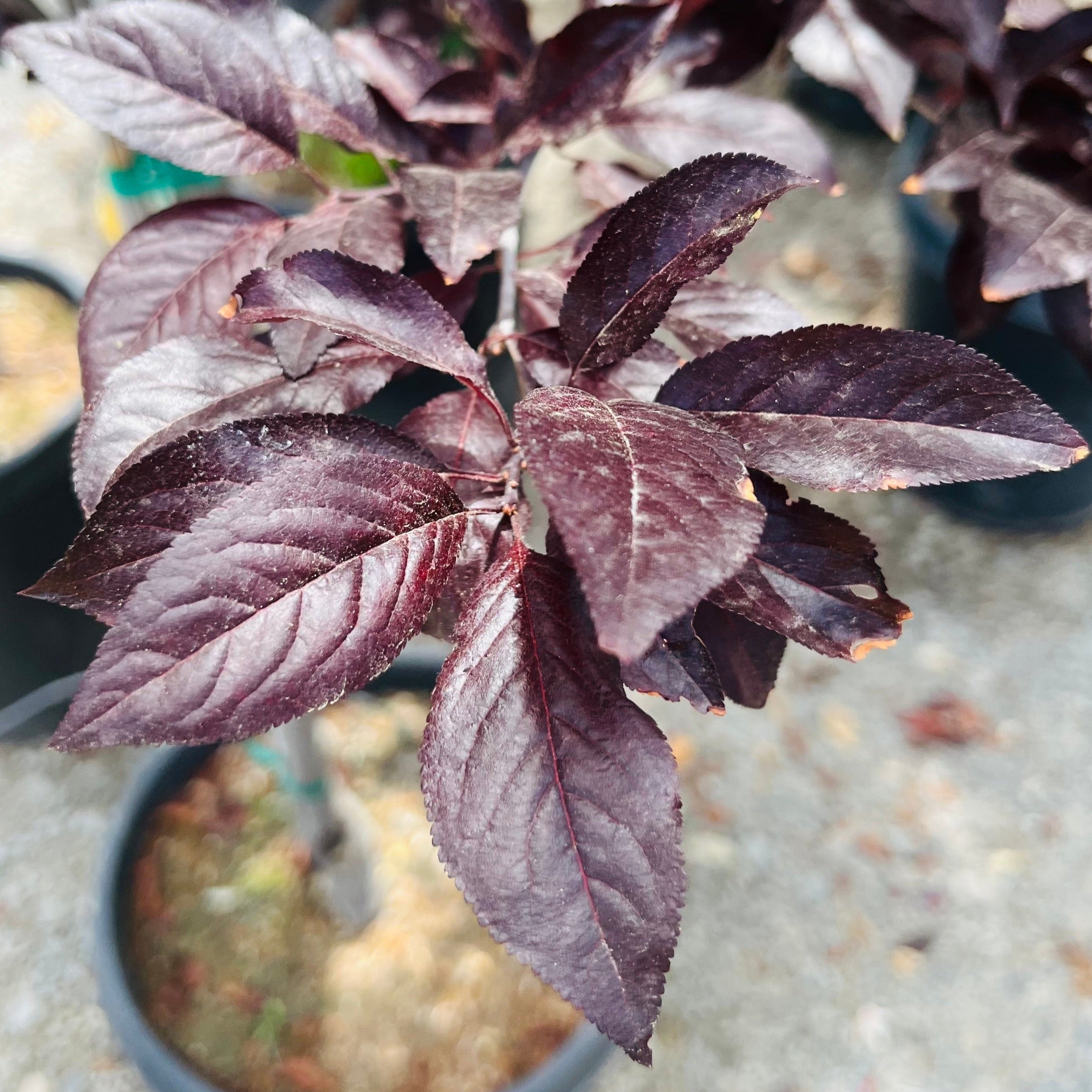 Purple Pony Flowering Plum