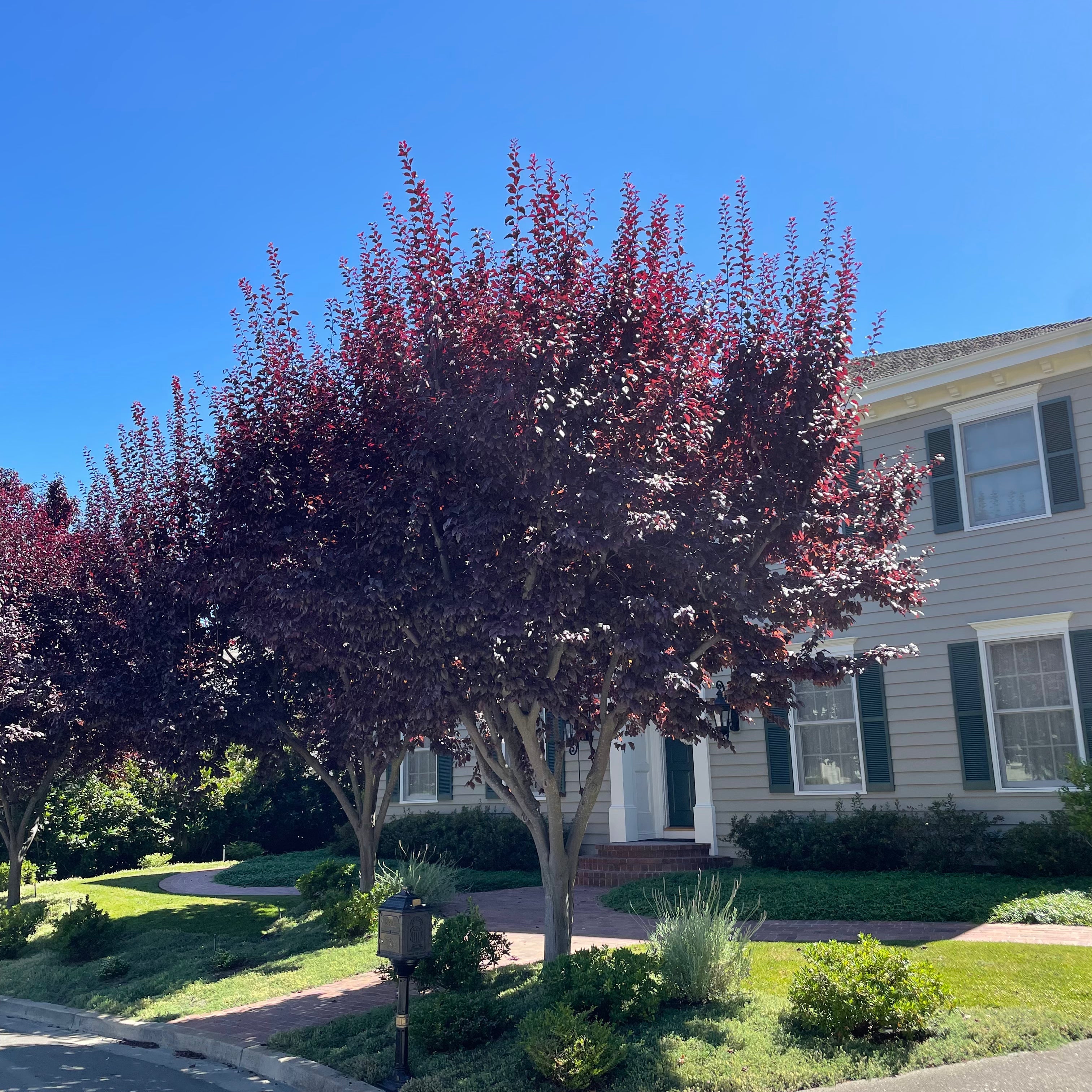 Purple Pony Flowering Plum