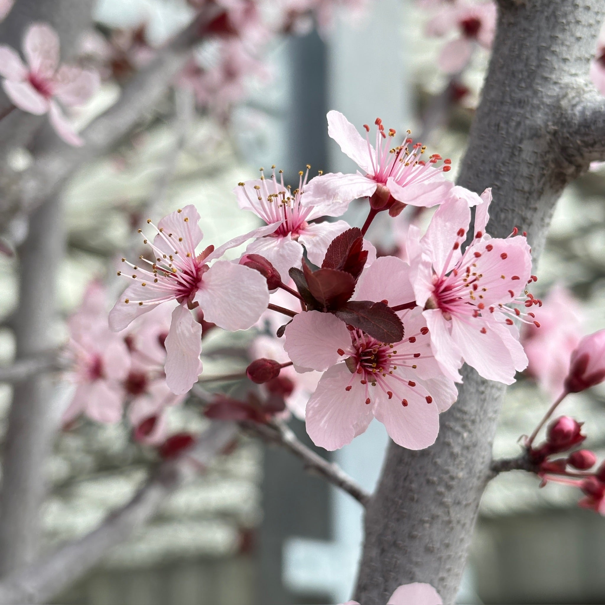 Purple Pony Flowering Plum
