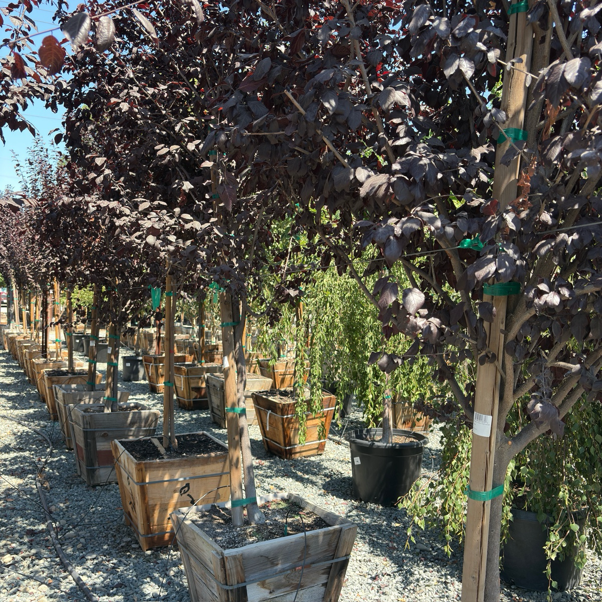 Purple Pony Flowering Plum