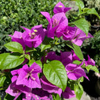 Purple Queen Bougainvillea
