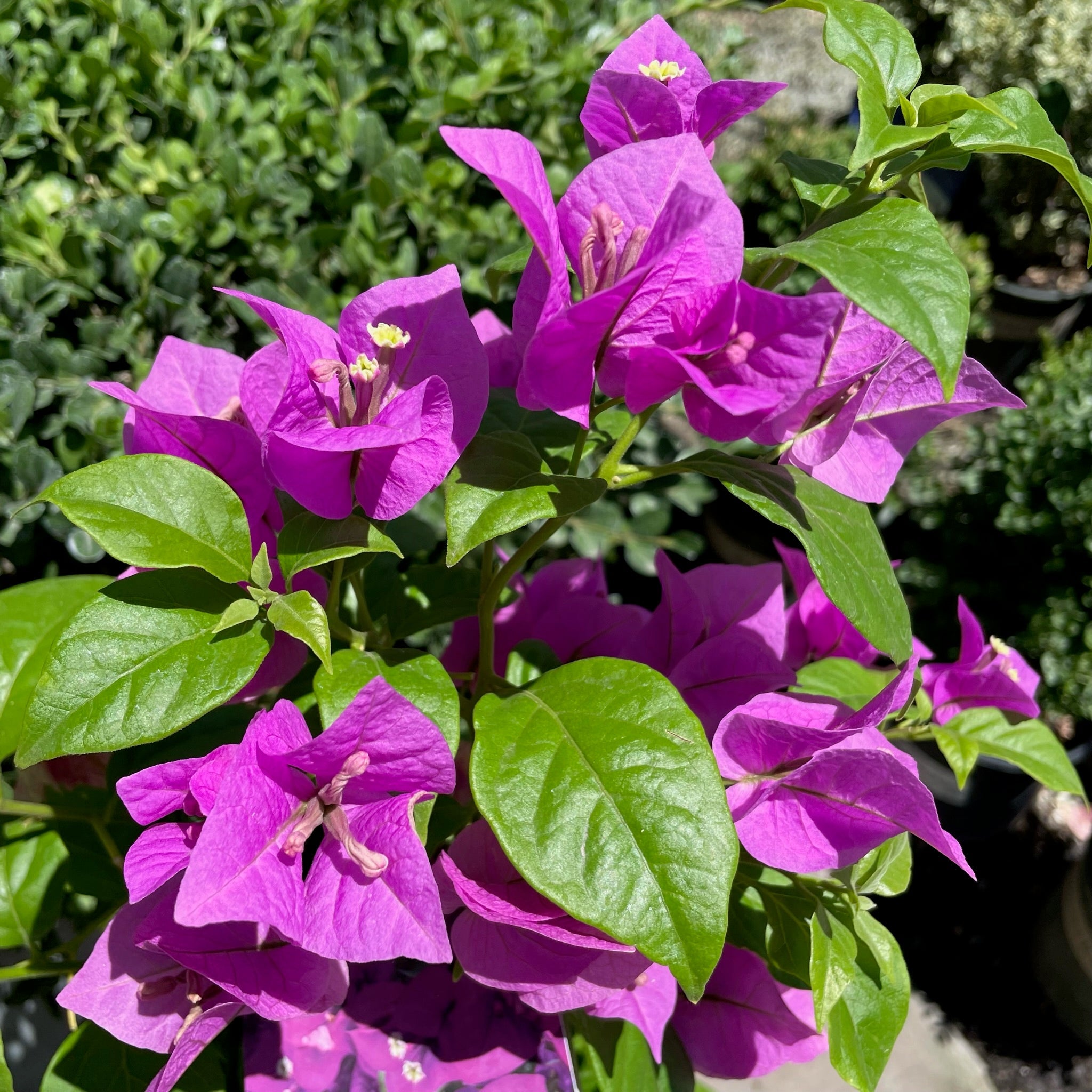 Purple Queen Bougainvillea