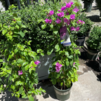 Purple Queen Bougainvillea