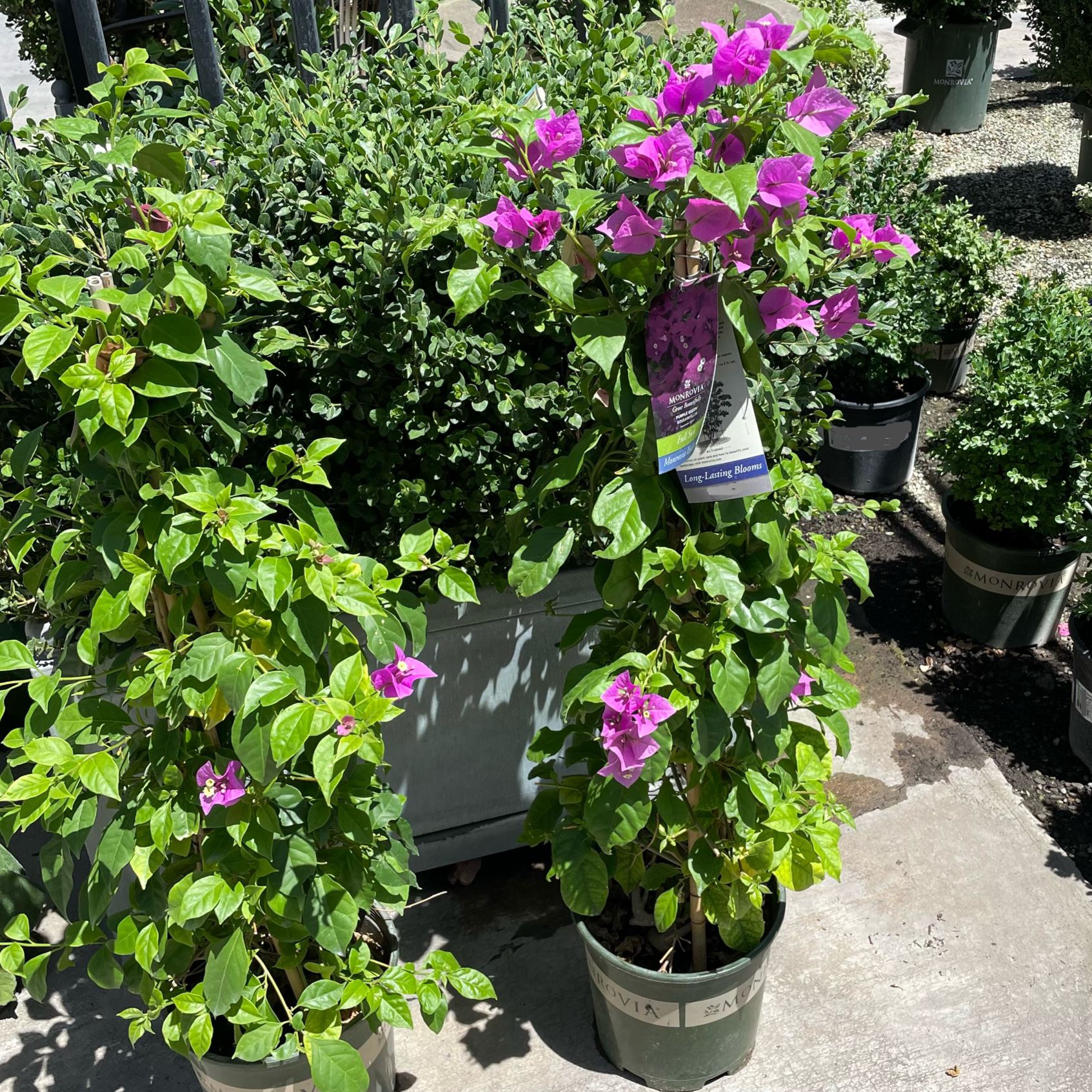 Purple Queen Bougainvillea