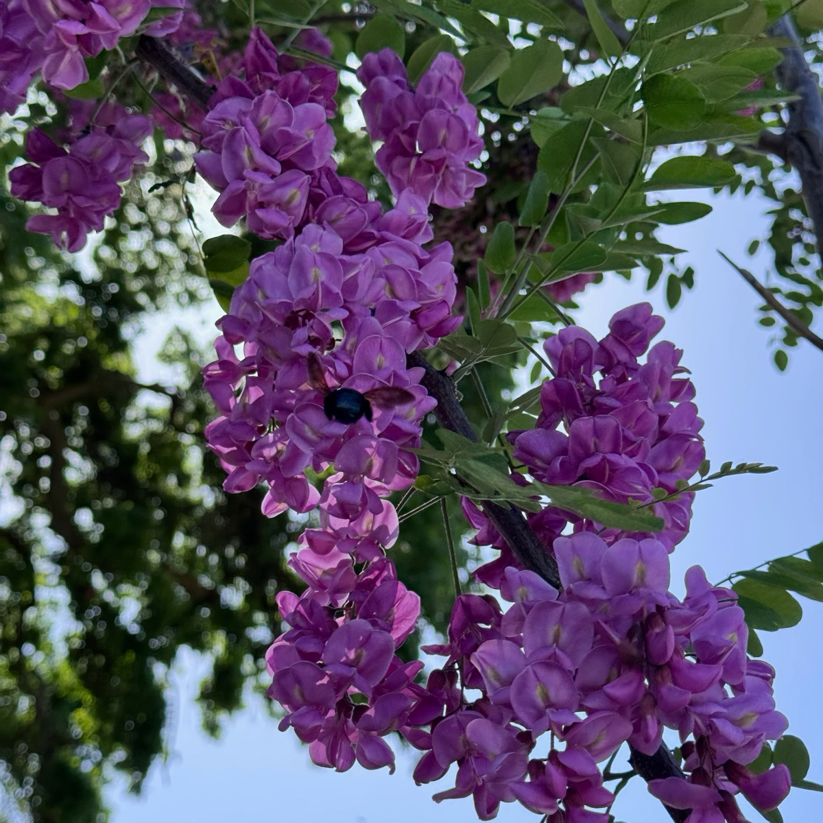 Purple Robe Locust Tree | Lavender Blooming Ornamental Tree – Victory ...