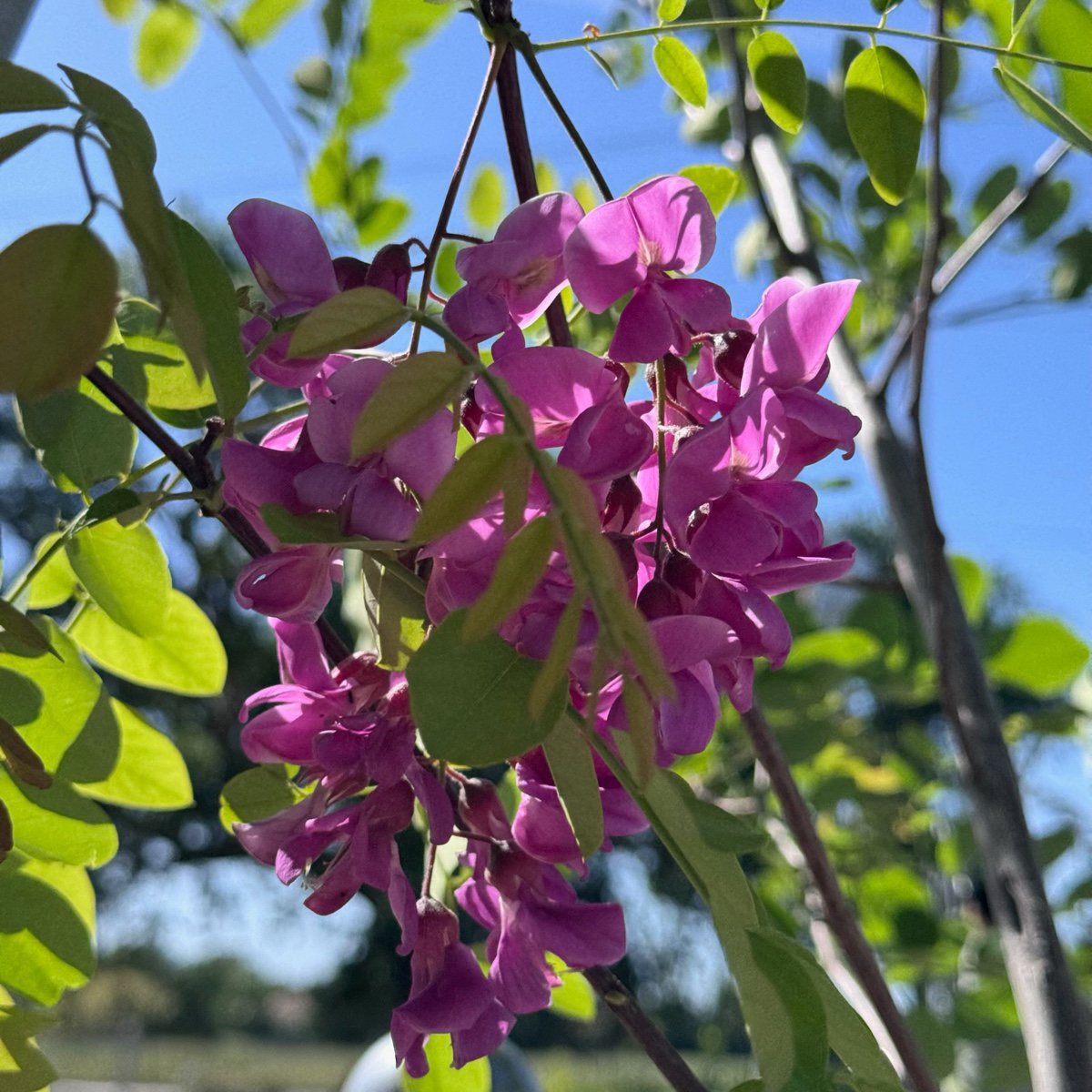 tree with lavender leaves Purple Robe Locust Tree