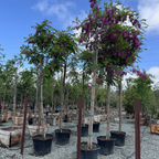 Purple Robe Black Locust