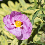 Purple Rockrose