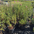 Purple Rockrose