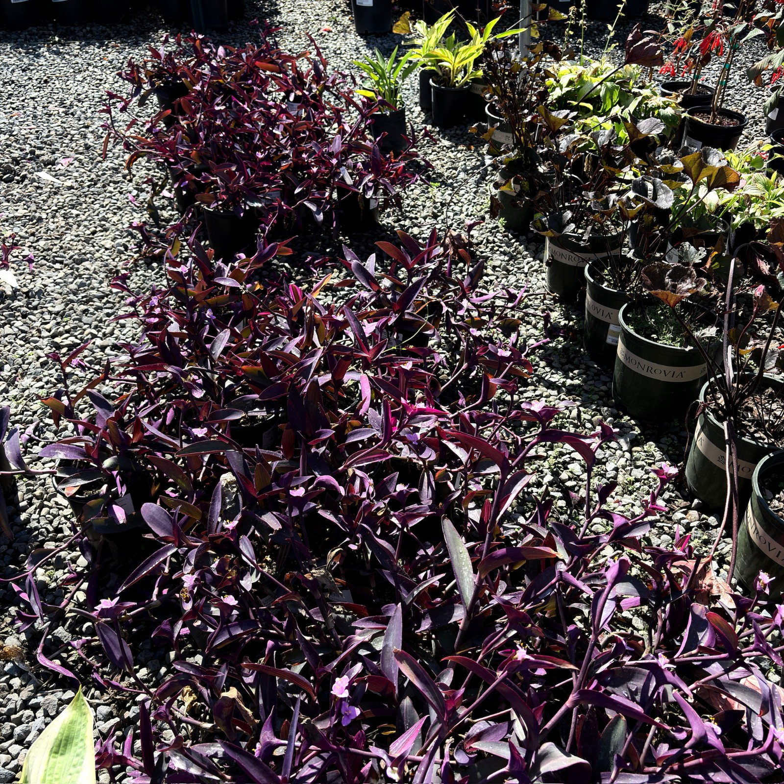 Purple Heart (Tradescantia pallida) | Trailing Purple Foliage
