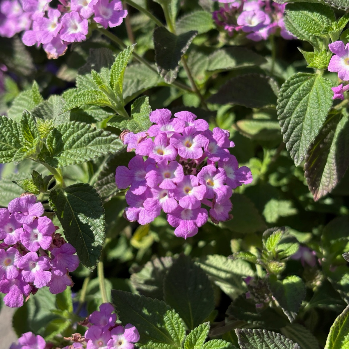 Purple Trailing Lantana