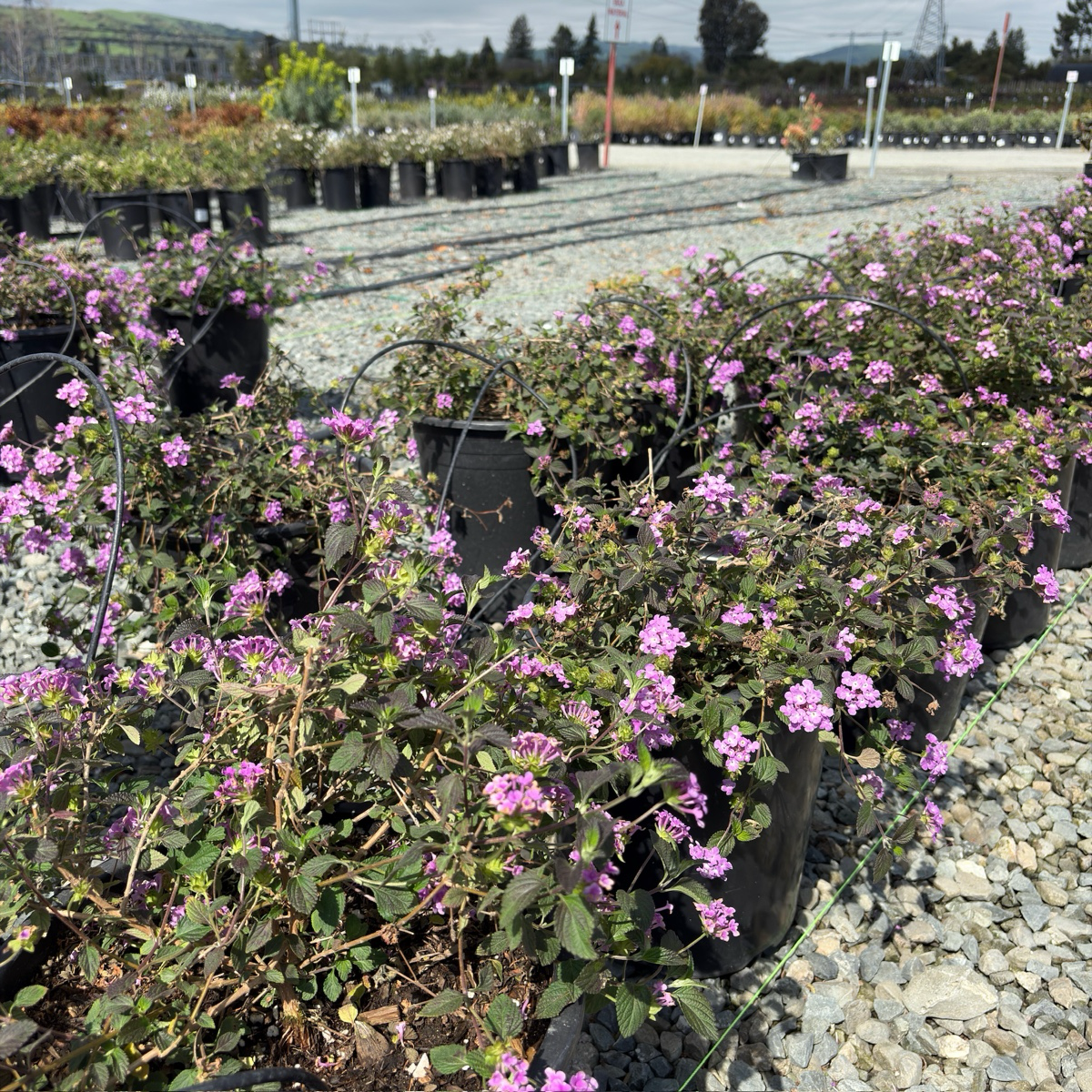 lavender lantana plant trailing Purple Trailing Lantana