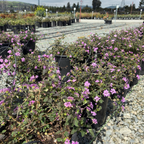 Purple Trailing Lantana