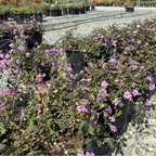 Purple Trailing Lantana