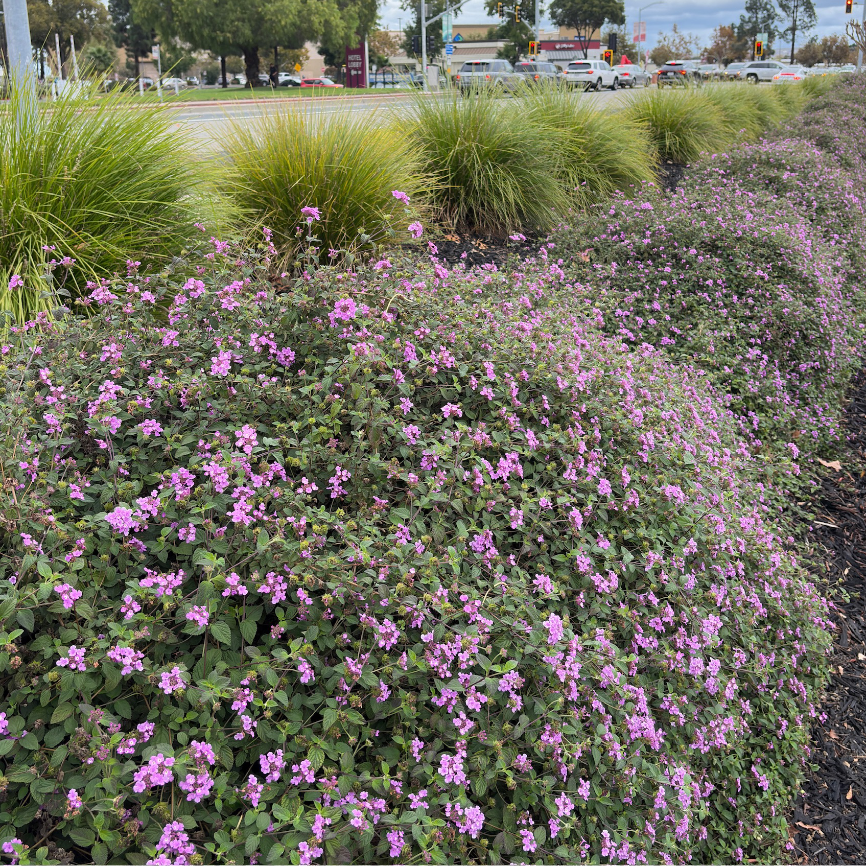 Purple Trailing Lantana