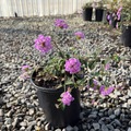 Purple Trailing Lantana