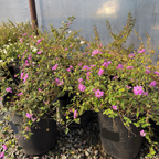 Purple Trailing Lantana