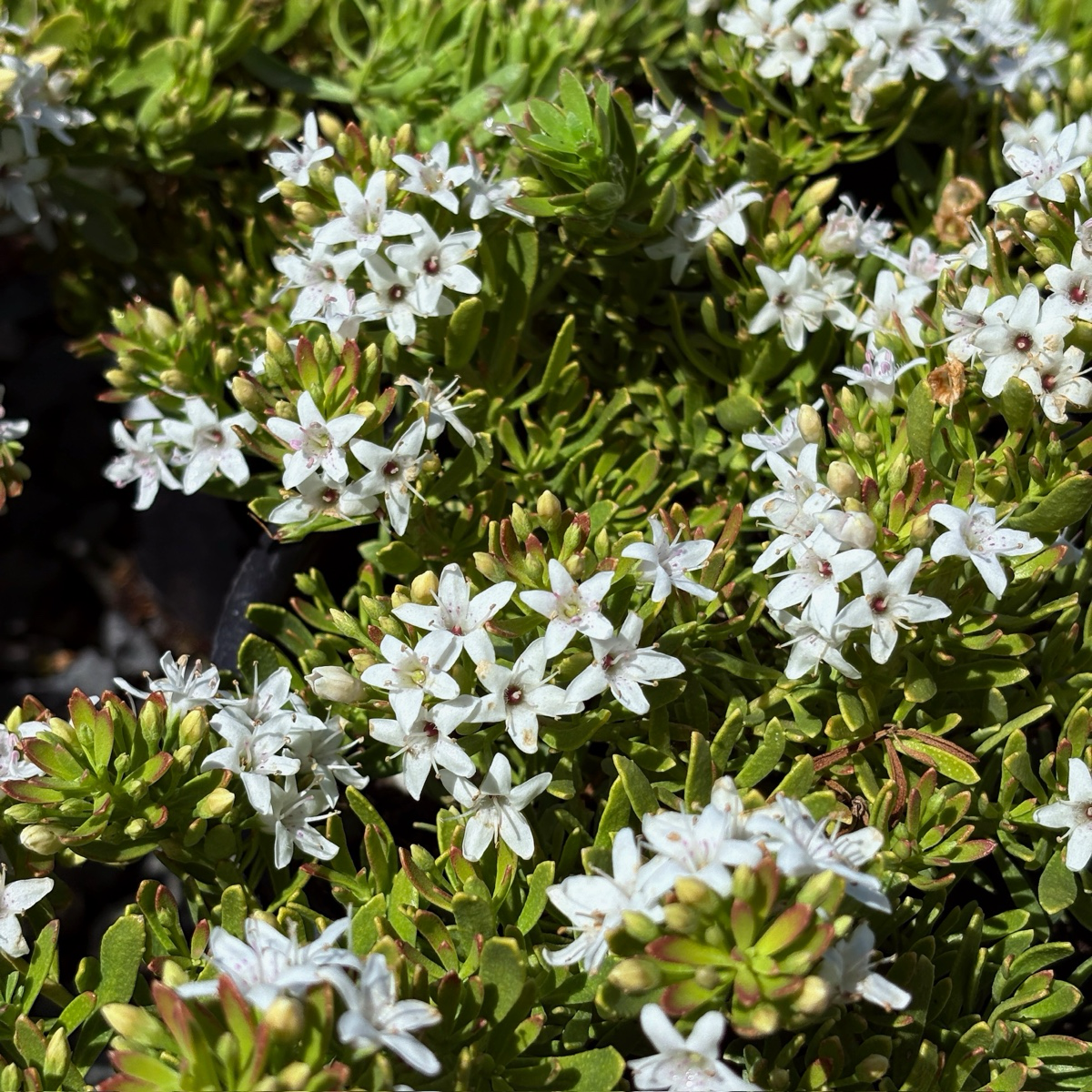 Close-up of white flowers Putah Creek Creeping Myoporum with green leaves