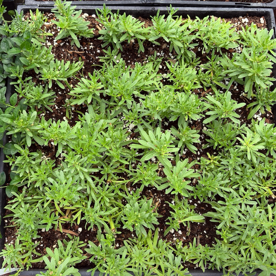 Trays of Putah Creek Creeping Myoporum plants in a nursery setting