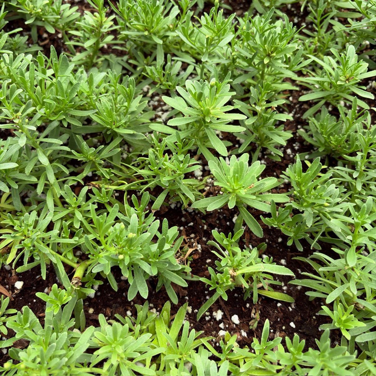 Close-up of Putah Creek Creeping Myoporum plants growing in soil