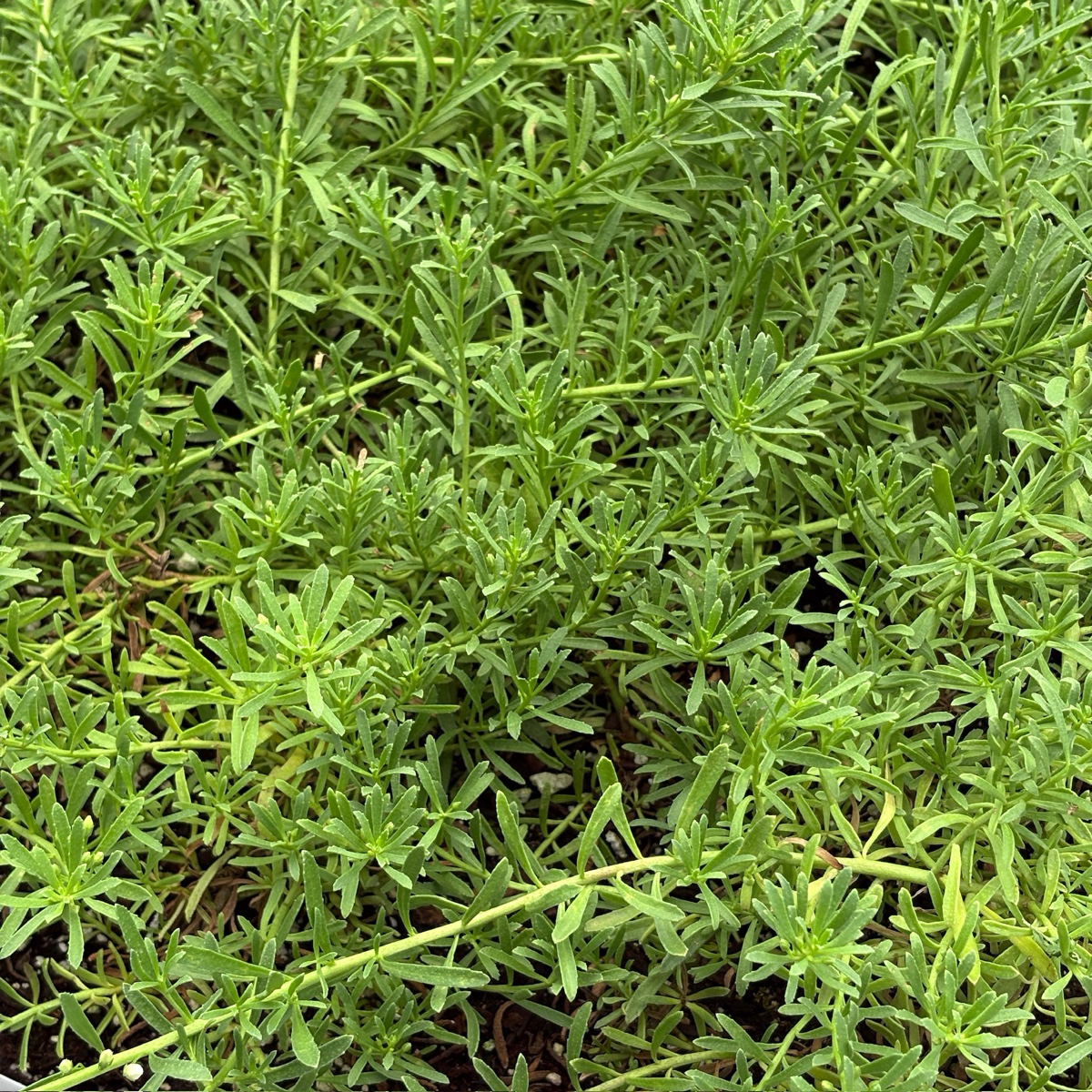 Close-up of Myoporum parvifolium ’Putah Creek‘