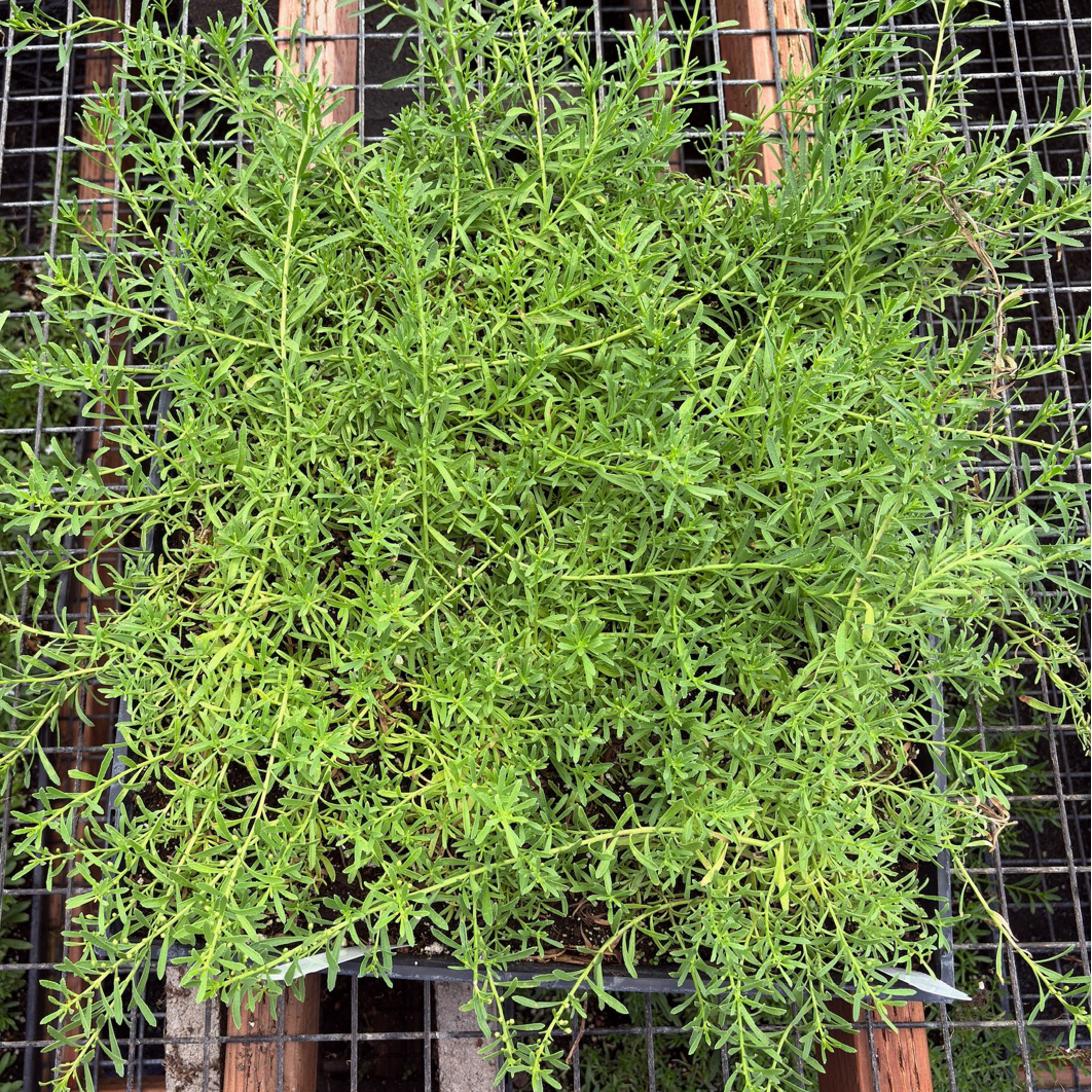 Myoporum parvifolium ’Putah Creek‘ in a pot with a wire cage background