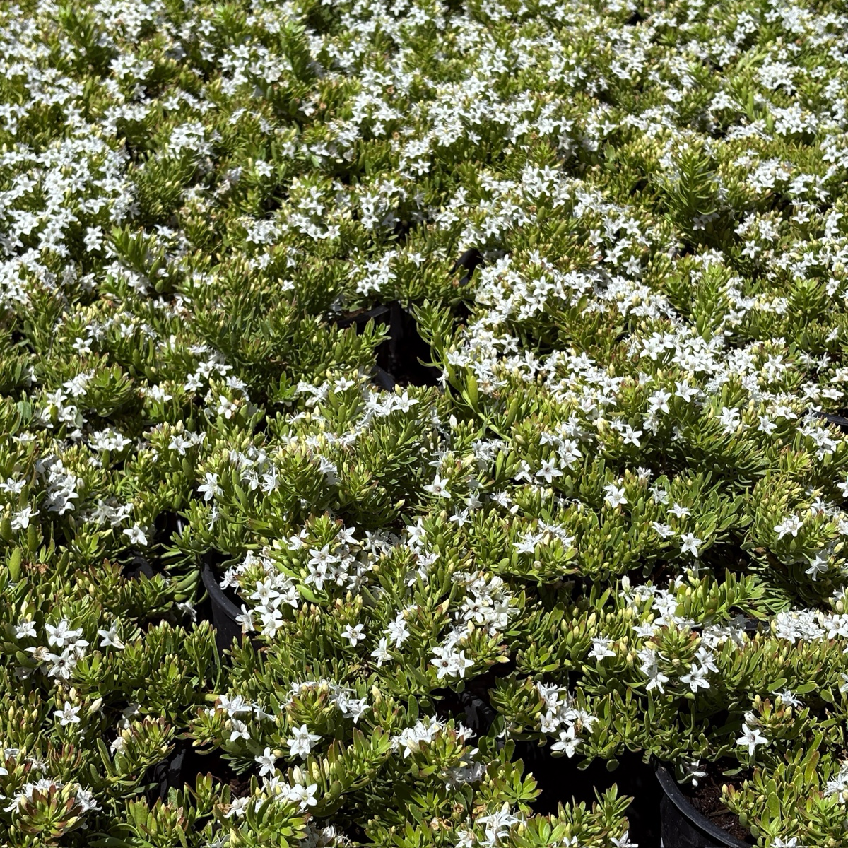 Myoporum parvifolium ’Putah Creek‘ Field of white flowers with green foliage
