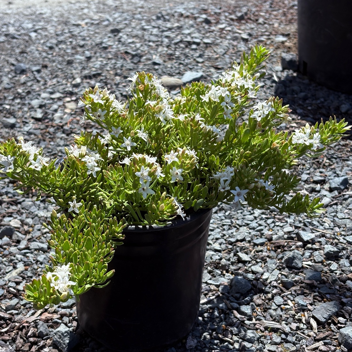 Potted Myoporum parvifolium ’Putah Creek‘ plant with white flowers on a gravel surface