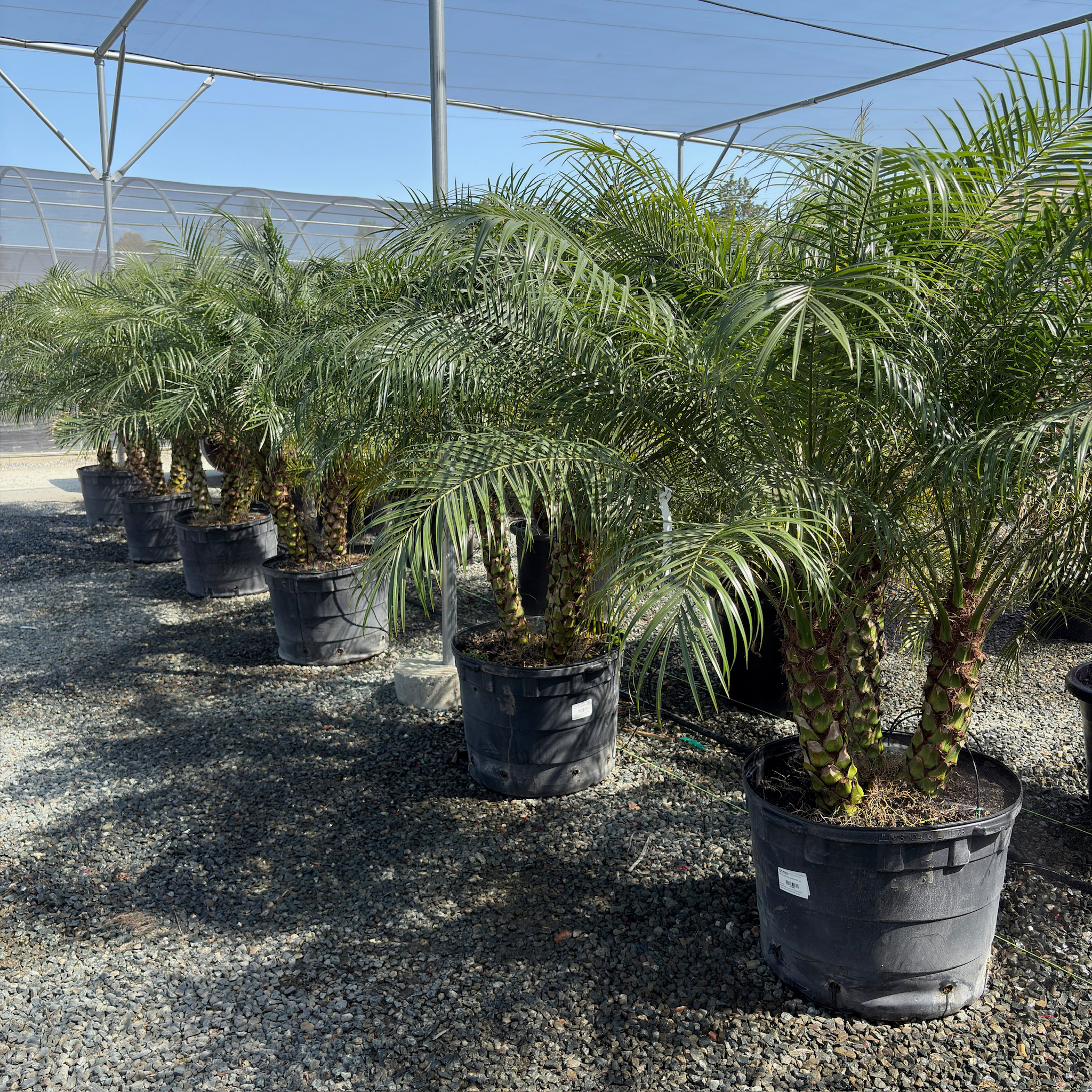 Pygmy Date Palm