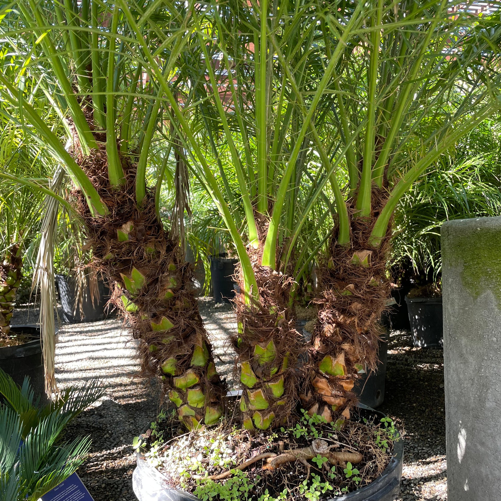 miniature date palm plant Pygmy Date Palm