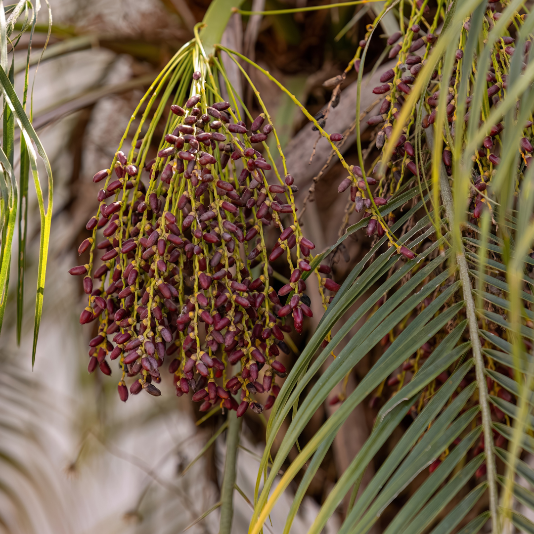 Pygmy Date Palm