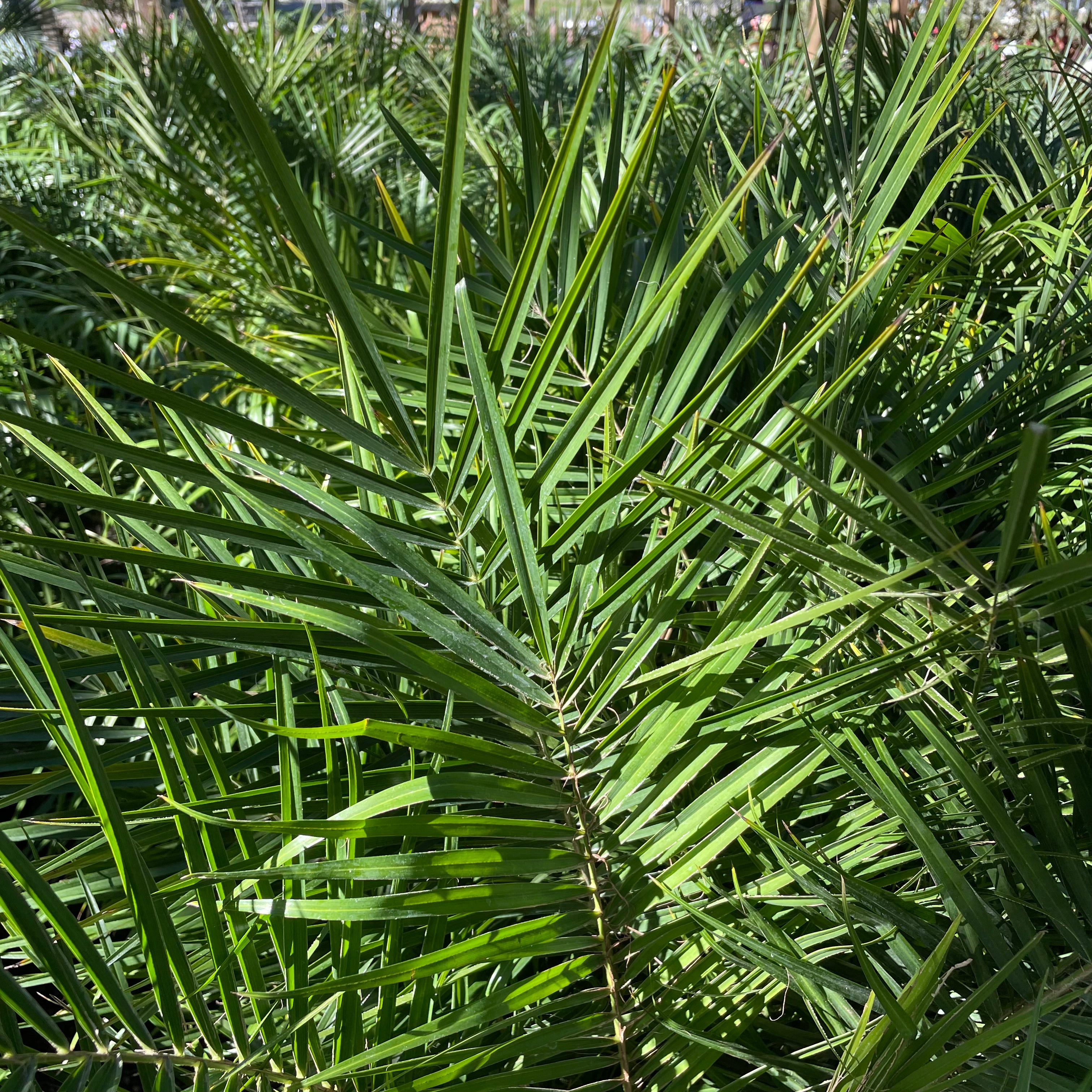 Pygmy Date Palm