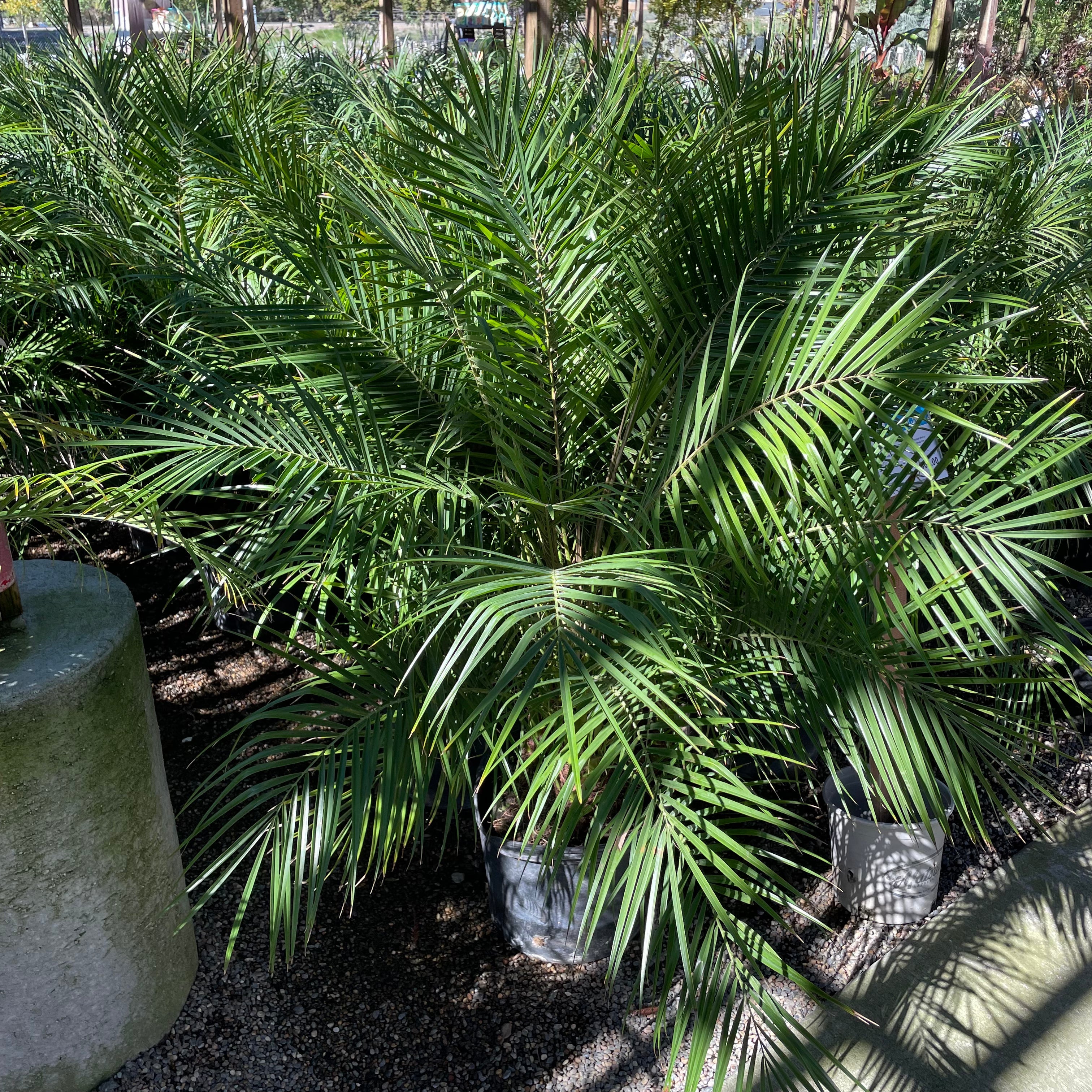 miniature date palm plant Pygmy Date Palm