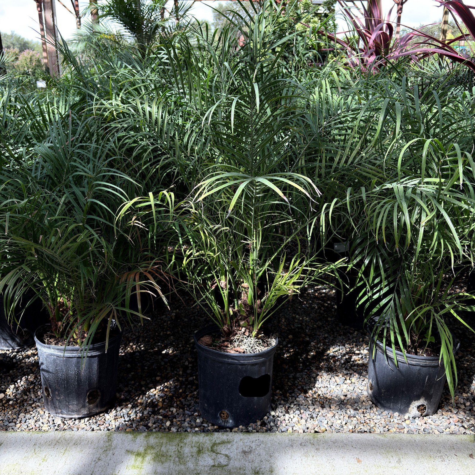 date palm plant Pygmy Date Palm