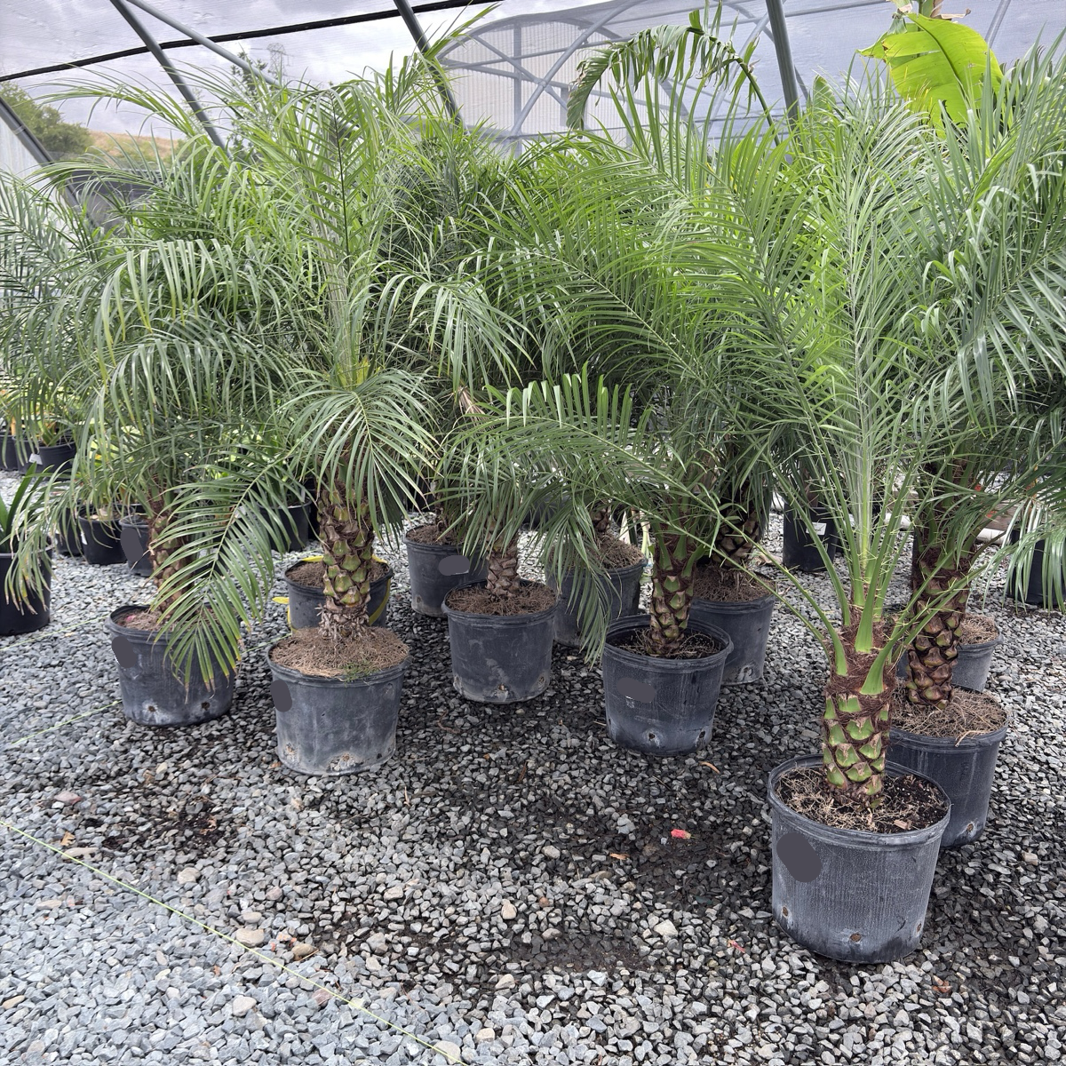 Pygmy Date Palm