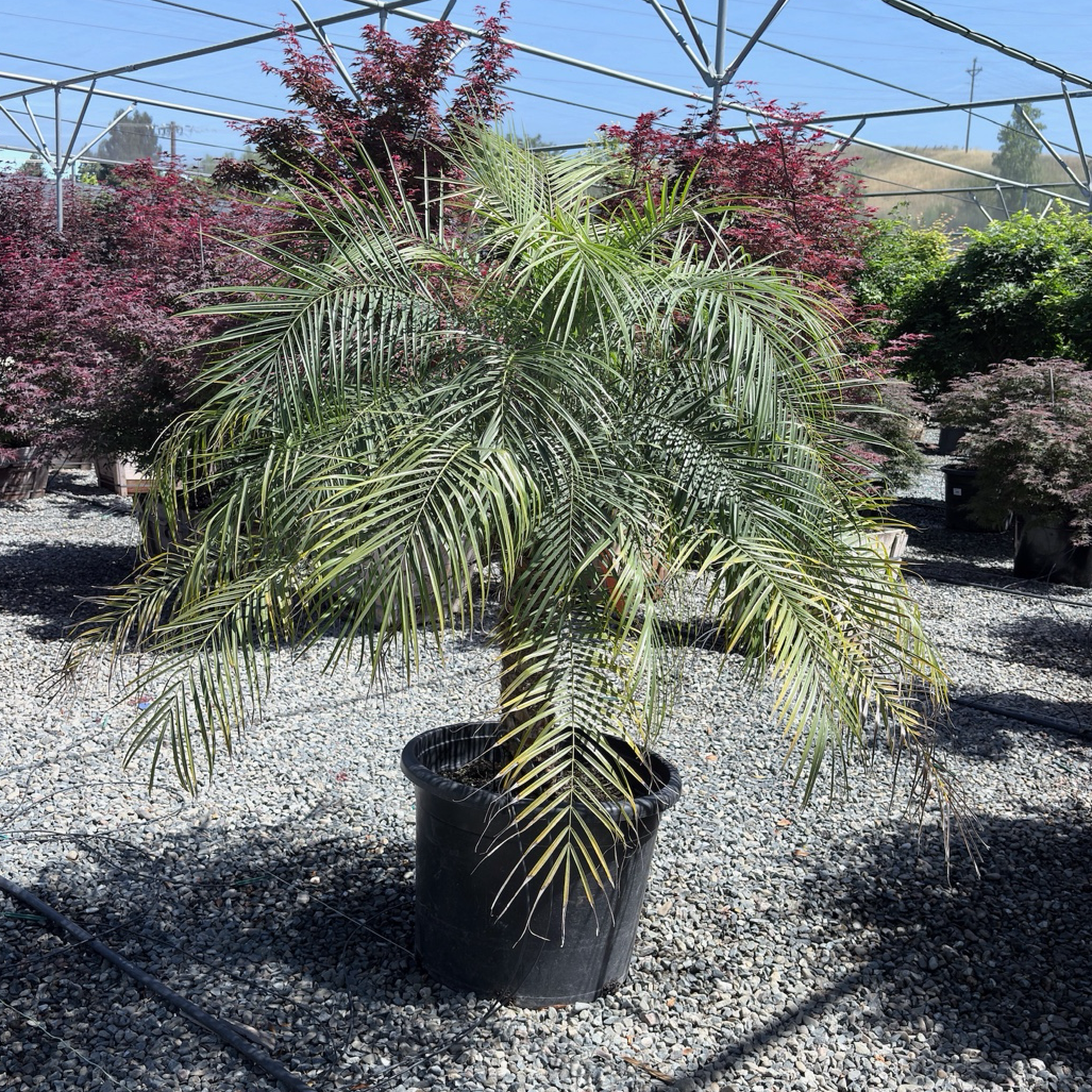 Pygmy Date Palm