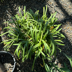 Queen Anne Lily of the Nile in a pot on a gravel surface