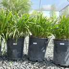 Three 1  gallon sized potted Queen Anne Lily of the Nile in black pots on a gravel surface with a greenhouse background.