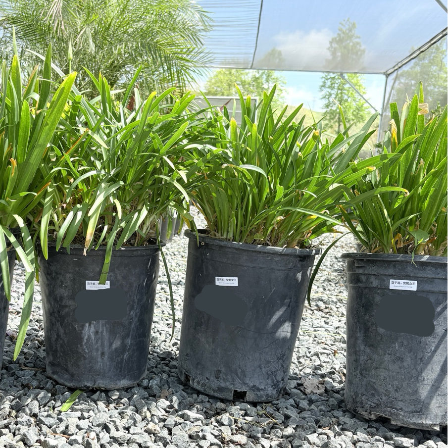 Three 1  gallon sized potted Queen Anne Lily of the Nile in black pots on a gravel surface with a greenhouse background.