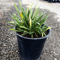 1 gallon Potted Queen Anne Lily of the Nile with yellowing leaves on a gravel surface