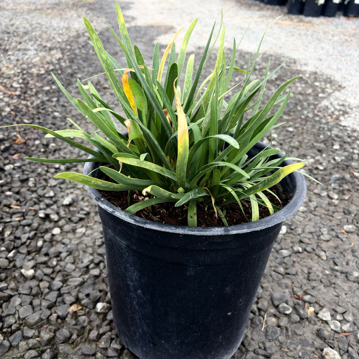 1 gallon Potted Queen Anne Lily of the Nile with yellowing leaves on a gravel surface