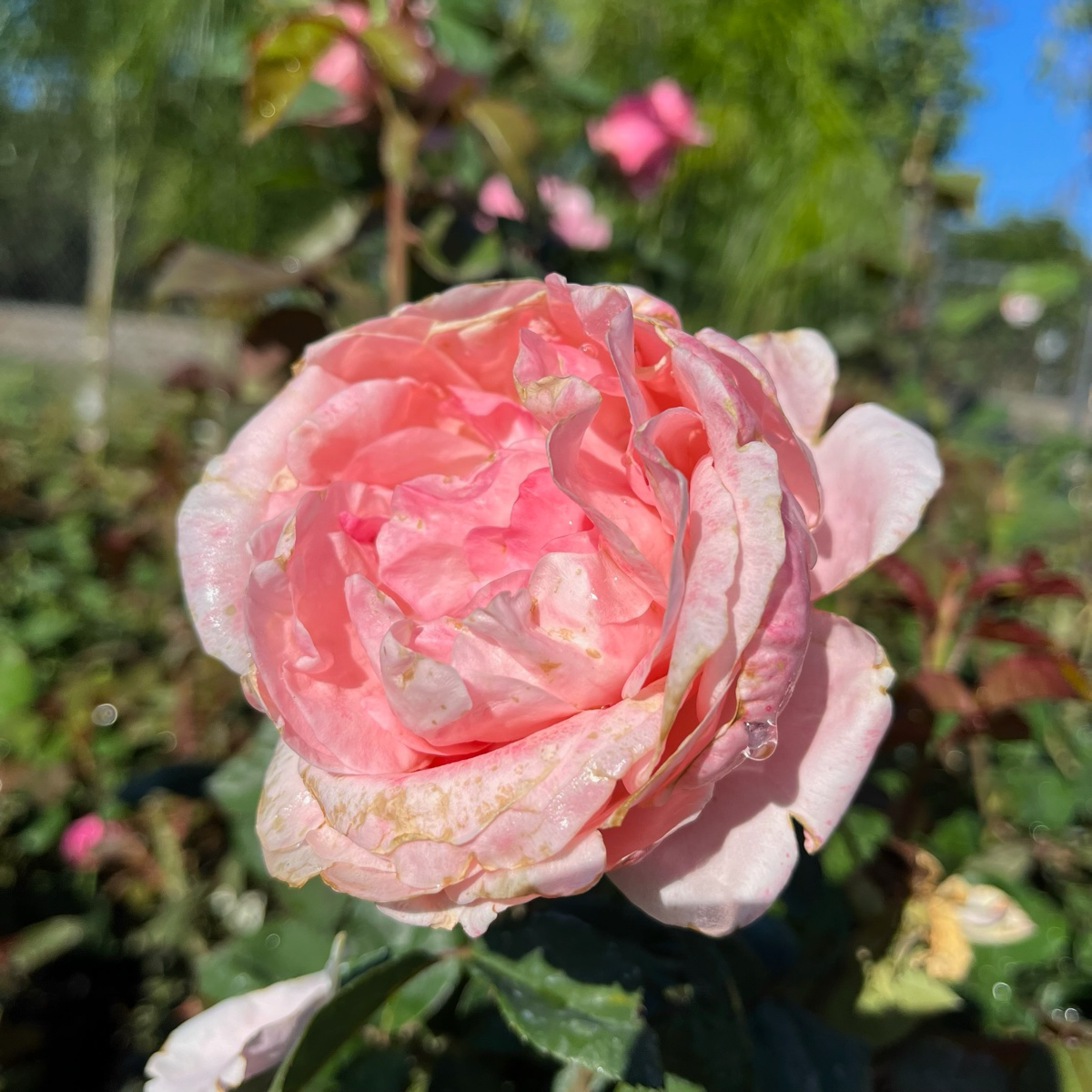Queen Elizabeth Grandiflora Rose