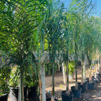 Queen  Palm