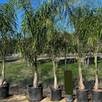 Queen  Palm