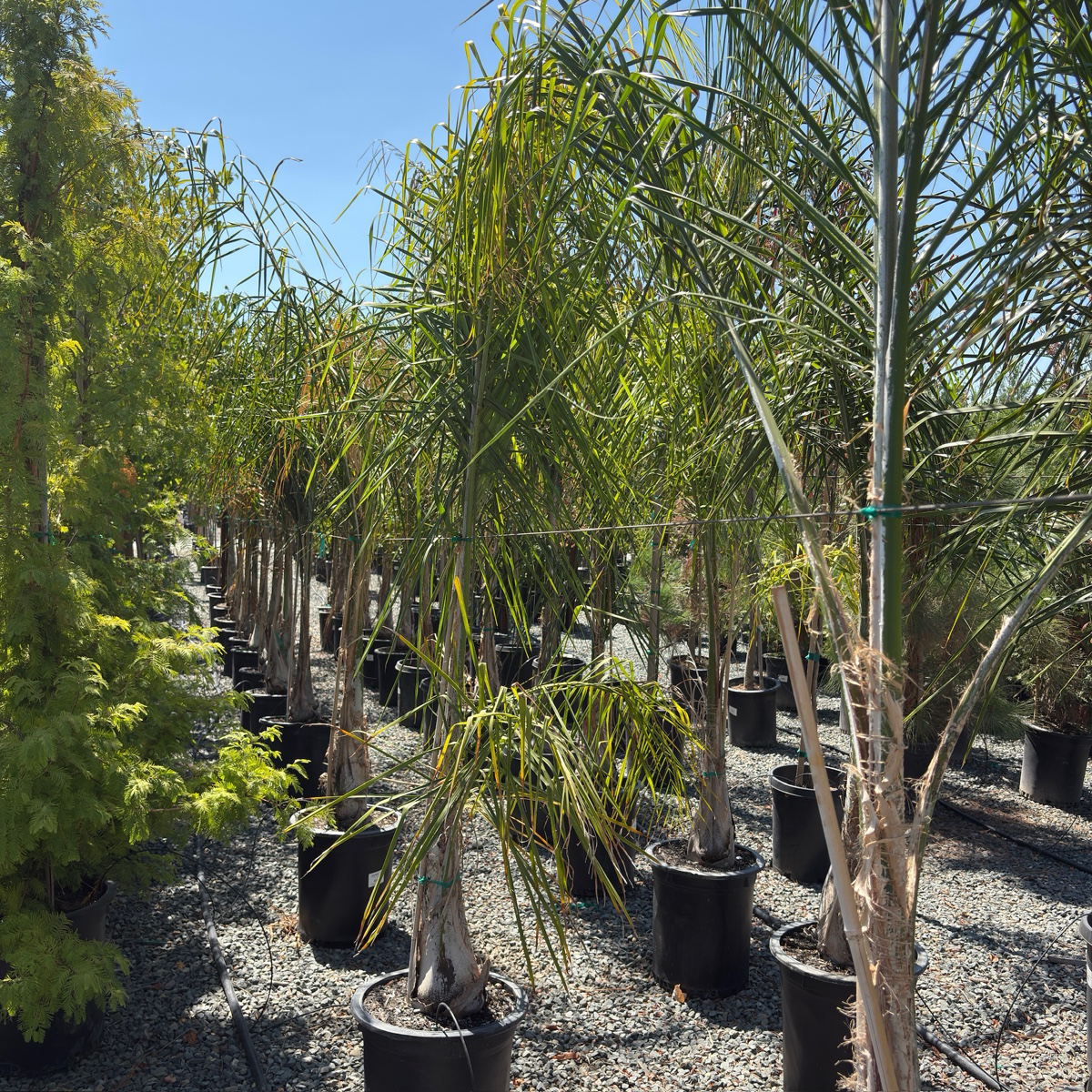 feather palm plant Queen Palm